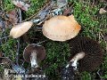 Cortinarius sordescens-amf647-(groupe de...)